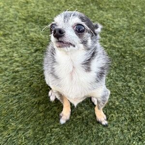 Meet your Posher, Nader